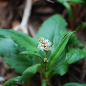 ハルトラノオの葉と花