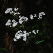 ミヤマカラマツの花