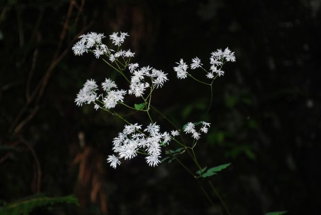 ミヤマカラマツの花