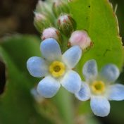 花の可憐さを拡大して見たい