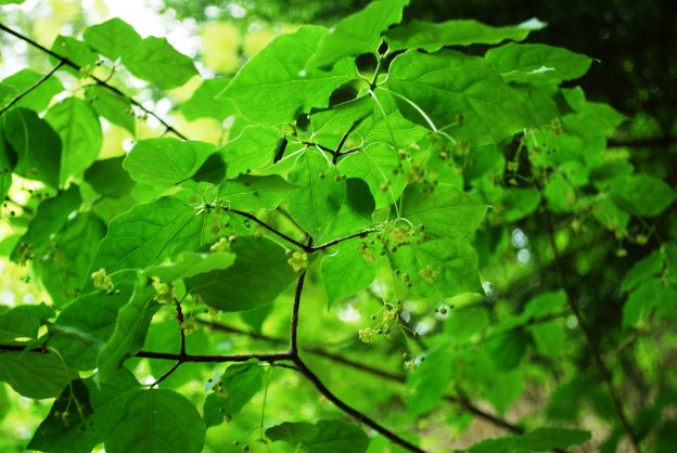 43号橋上流の花と蕾が混在するツリバナ