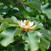 ホオノキの花（駐車場北斜面）