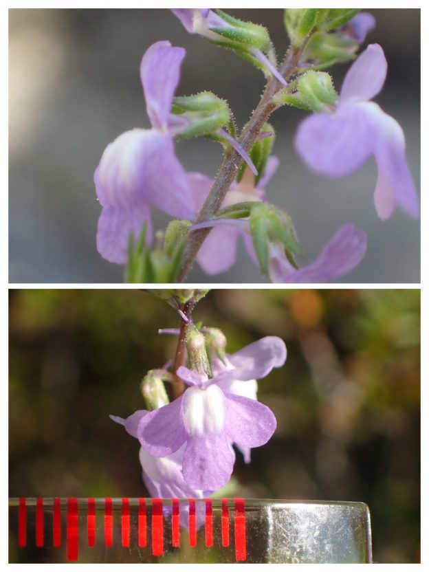 上：花の後方に突き出た距　下：花（スケール目盛り1mm間隔）