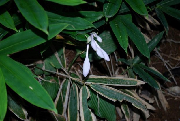 オオバギボウシの花