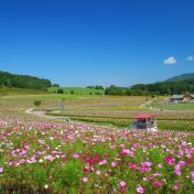 園内の全景と園内を周遊する観覧カート。コスモスをゆったりと観賞できる