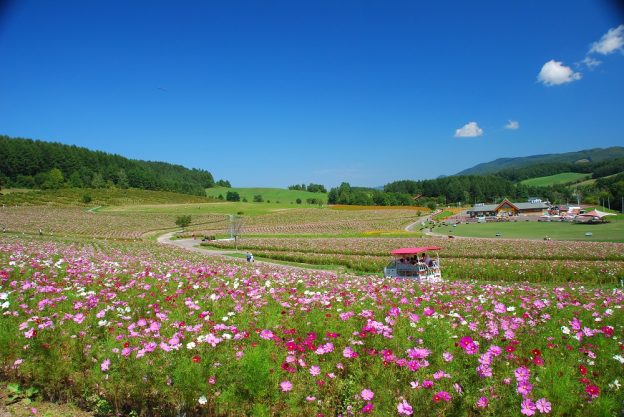 園内の全景と園内を周遊する観覧カート。コスモスをゆったりと観賞できる