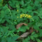 可憐な花がブラシ状に