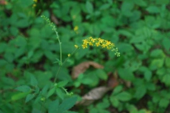 可憐な花がブラシ状に