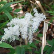 ハナチダケサシの花