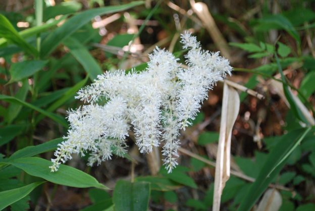 ハナチダケサシの花