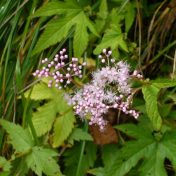 線香花火がはじけたような蕾と花