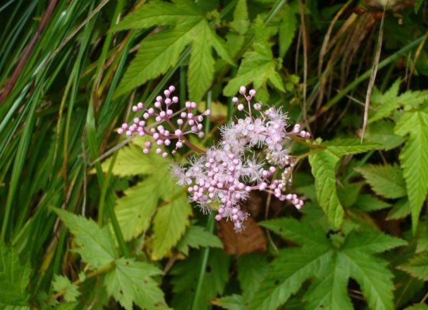 線香花火がはじけたような蕾と花