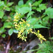 黄色い多数の小花