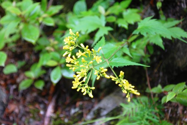 黄色い多数の小花