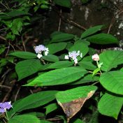 ヌク沢手前のタマアジサイ。蕾の状態の形が球のようなのでこの名が付いています。