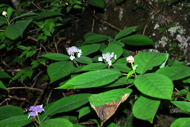 ヌク沢手前のタマアジサイ。蕾の状態の形が球のようなのでこの名が付いています。