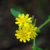 ヤクシソウの花