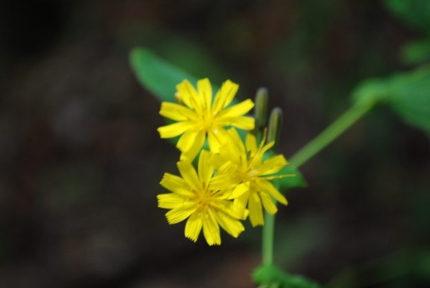 ヤクシソウの花