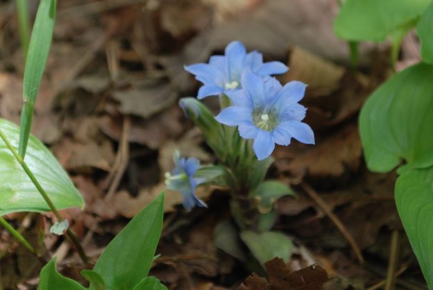 稜線のフデリンドウ：蕾、副片；稜線