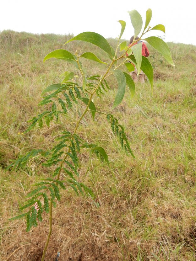 実際に植樹。これモーガンの木です！