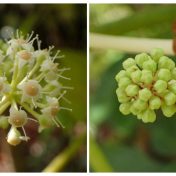 開花した花（左）　つぼみ（右）