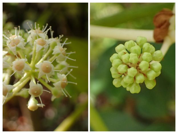 開花した花（左）　つぼみ（右）