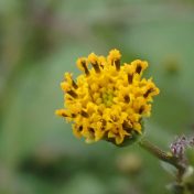 コセンダングサの花