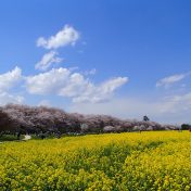 空の青、淡いピンクのサクラ、黄色の菜の花。3色の調和が美しい