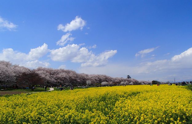 空の青、淡いピンクのサクラ、黄色の菜の花。3色の調和が美しい