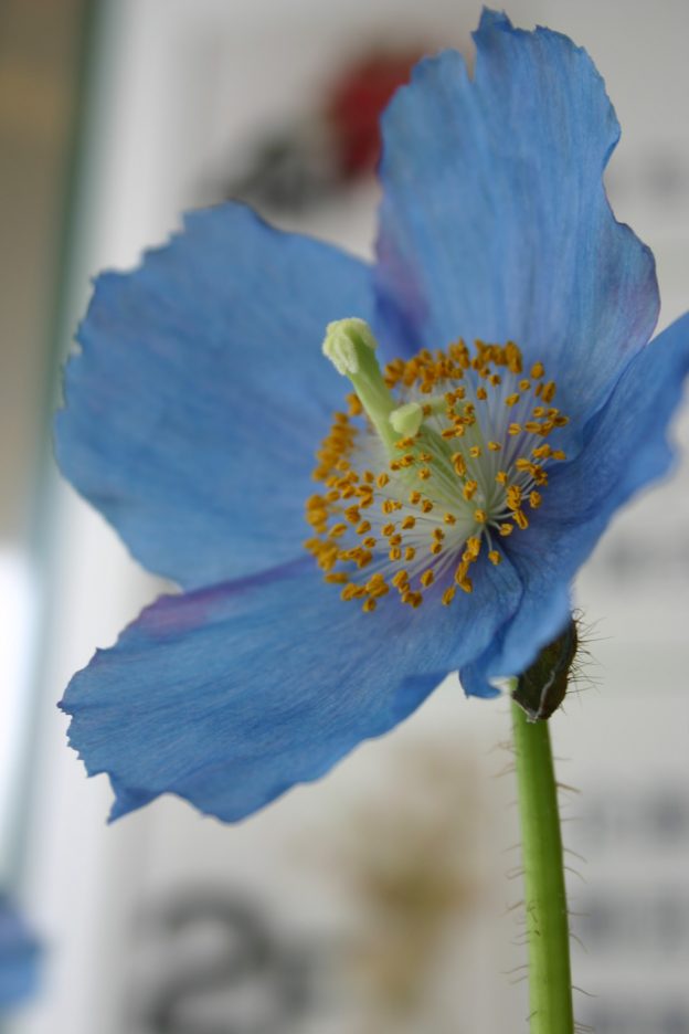 青花好きの憧れの的　ヒマラヤの青いケシ