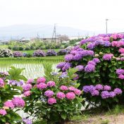 水田を背景に美しく映えるアジサイ