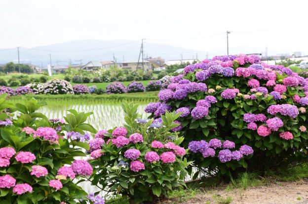 水田を背景に美しく映えるアジサイ