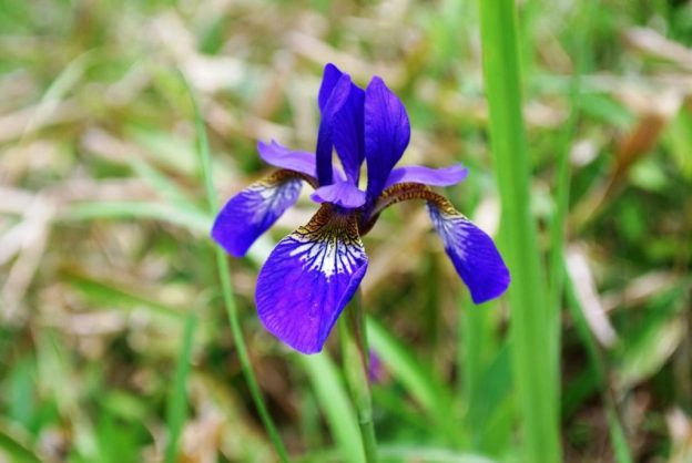 アヤメの花