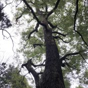 雷神木