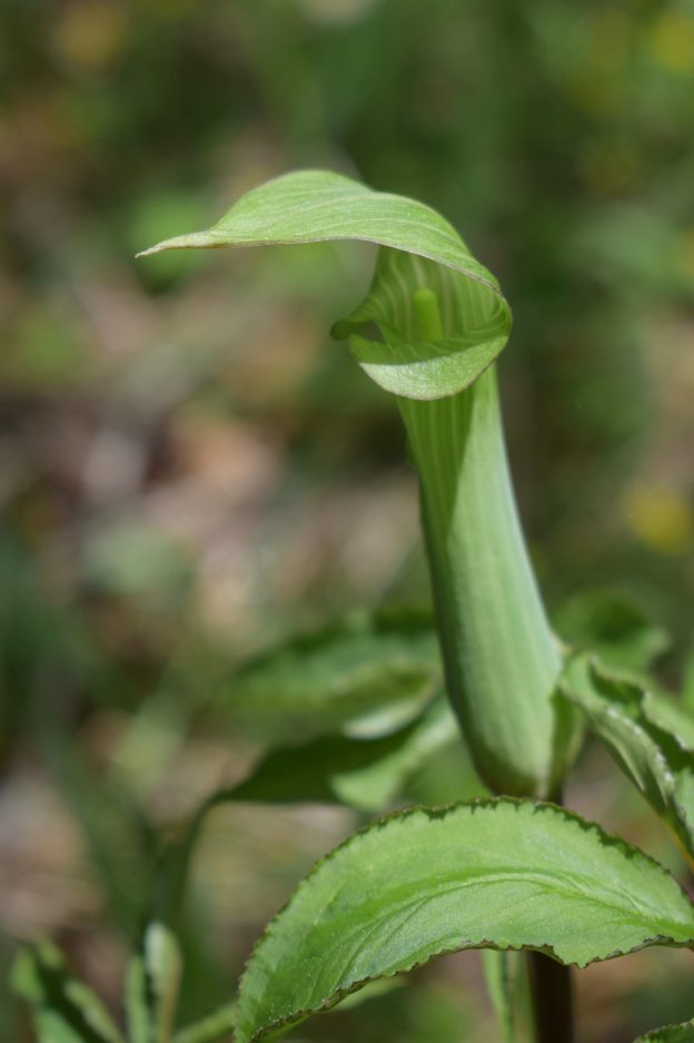 花序