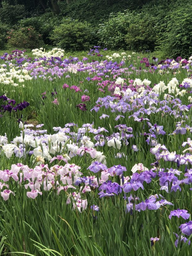 苑内満開の花菖蒲