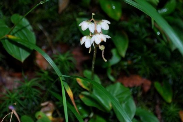 イチヤクソウの雌蕊