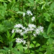 白い花がカラマツ葉に似る