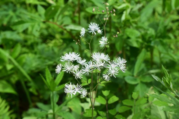 白い花がカラマツ葉に似る