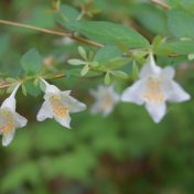 花と萼片がよくわかります。