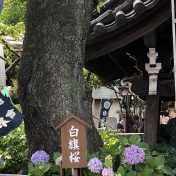 ご神木の白旗桜