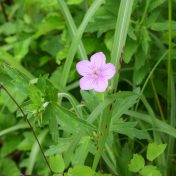 花弁の濃色タチフウロ