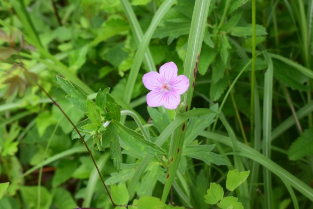 花弁の濃色タチフウロ