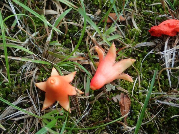 花後すぐに落ちた萼