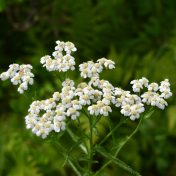 茎の頂部に密集する散房花序