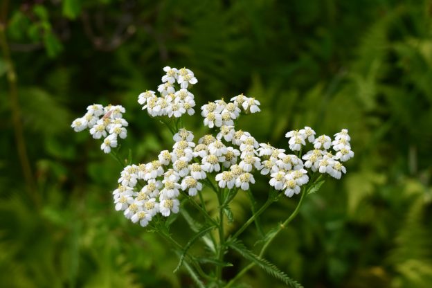 茎の頂部に密集する散房花序