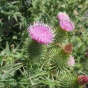 アメリカオニアザミの花　トゲトゲの総苞が目立つ