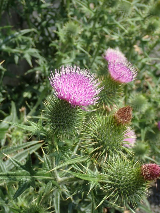 アメリカオニアザミの花　トゲトゲの総苞が目立つ