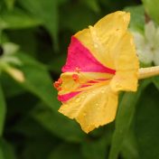 雄しべと雌しべが、花から突き出ます