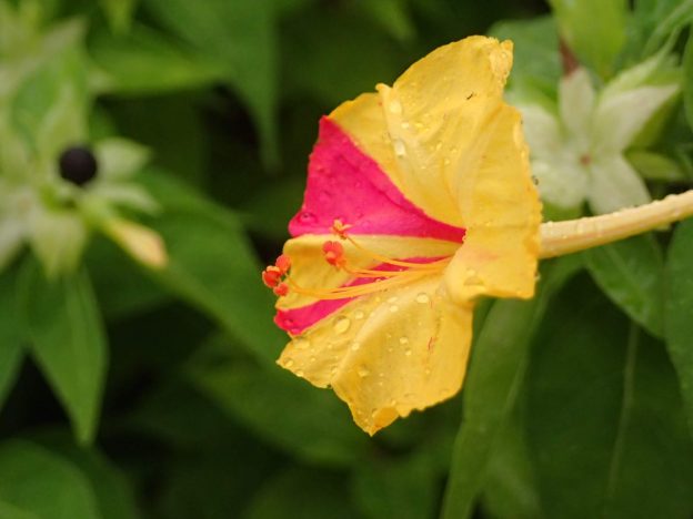 雄しべと雌しべが、花から突き出ます